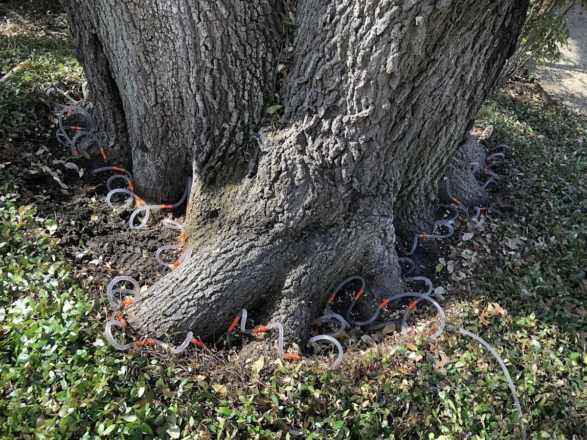 Detailed Tree Cabling and Bracing job site in Pruden