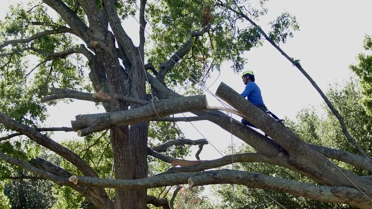 Professional Hazardous Tree Removal performed by certified arborists in Pruden